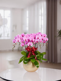 Orchid Plants