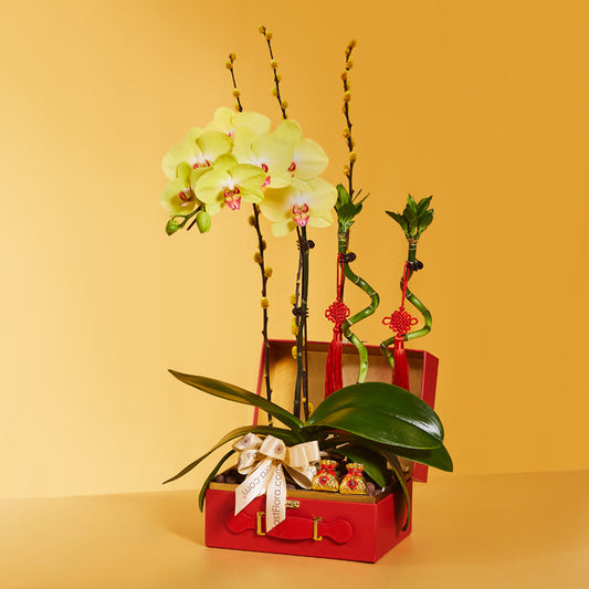 Golden Blessings – Phalaenopsis