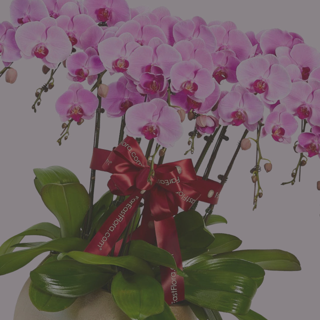 Phalaenopsis - A Flourish of Grace and Good Fortune Up to 25% OFF 