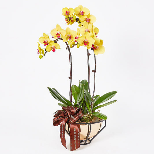 Golden Orchids - Yellow Phalaenopsis