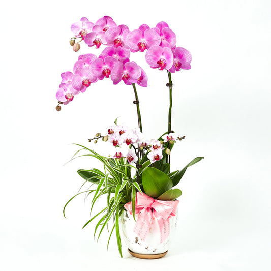 Garden of Opulence - Pink Phalaenopsis
