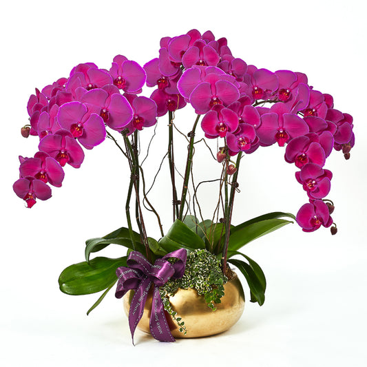 Golden Returns (A) - Purple Phalaenopsis
