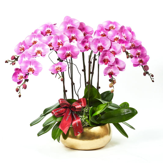 Golden Returns (B) - Pink Phalaenopsis