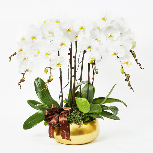 Golden Returns (C) - White Phalaenopsis