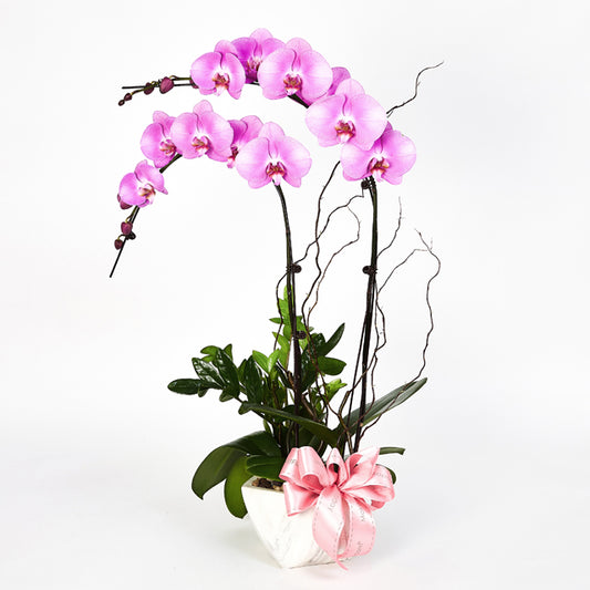 New Beginnings – Pink Phalaenopsis