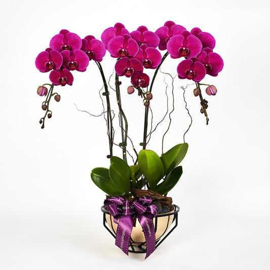 Royal Prosperity - Purple Phalaenopsis
