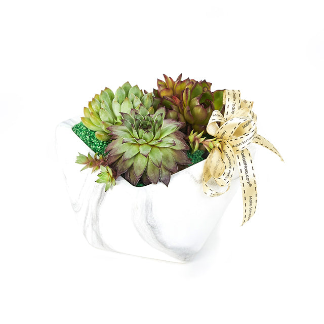 Classy Elegance - Succulents