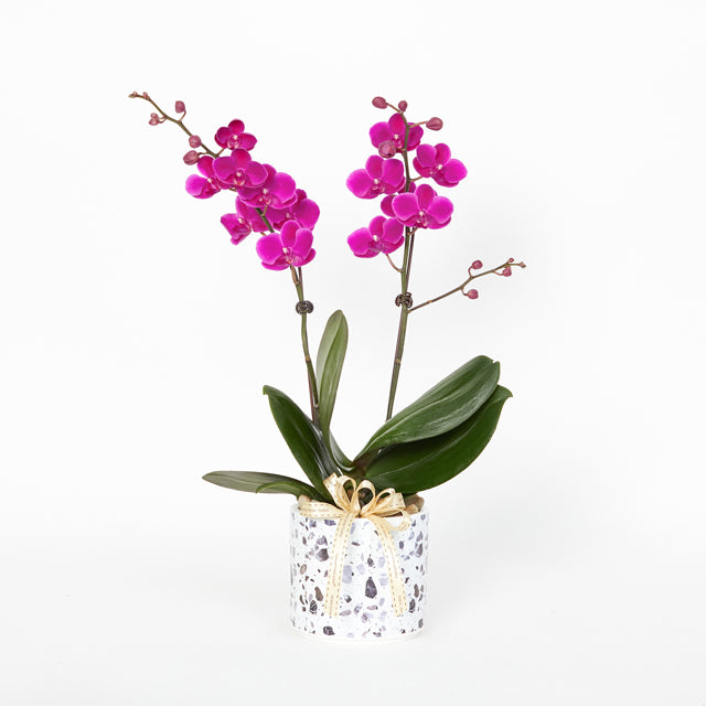 Magenta – Mini Phalaenopsis