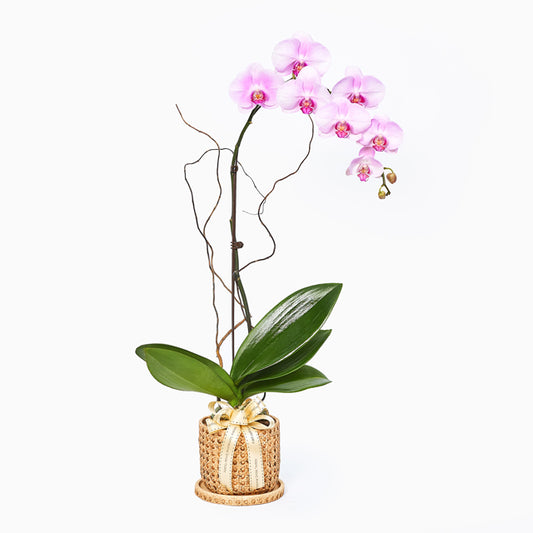 Blush In Weave - Pink Phalaenopsis