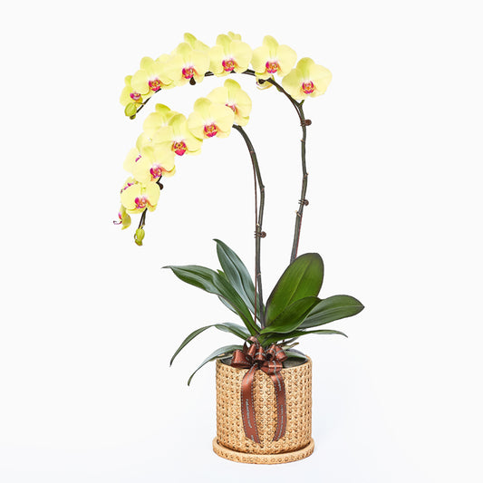 Golden In Weave - Yellow Phalaenopsis