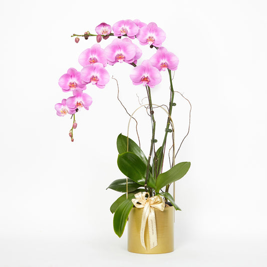 Touch Of Gold - Pink Phalaenopsis
