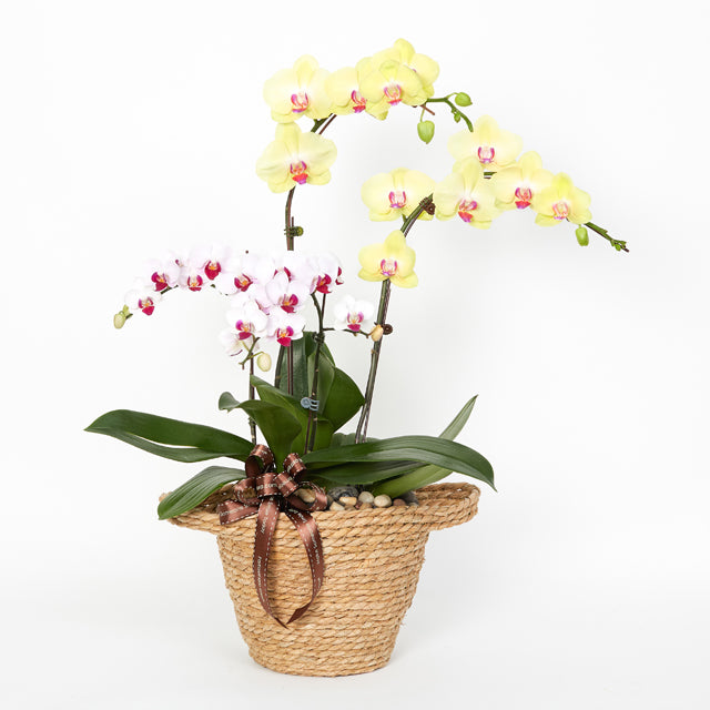 Garden Of Orchids - Yellow Phalaenopsis