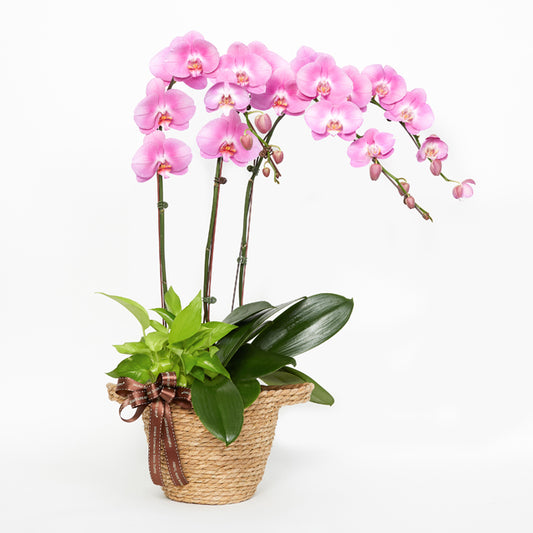Bubblegum In Weave - Pink Phalaenopsis