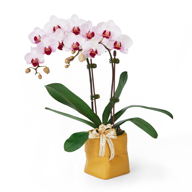 Ivory Lavender - White-Pink Phalaenopsis