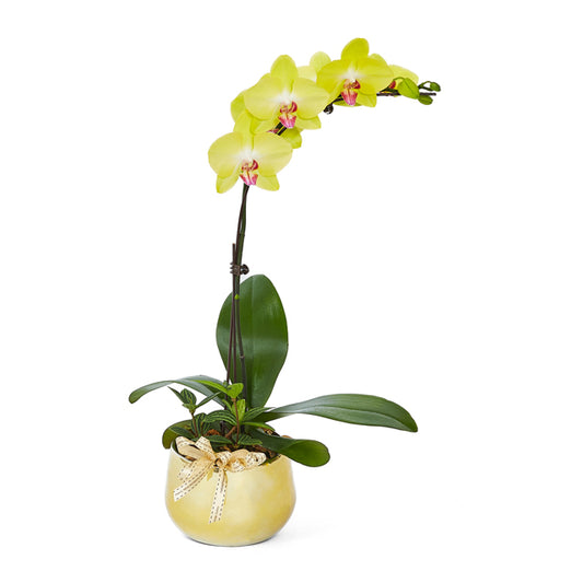 Summer Song - Yellow Phalaenopsis