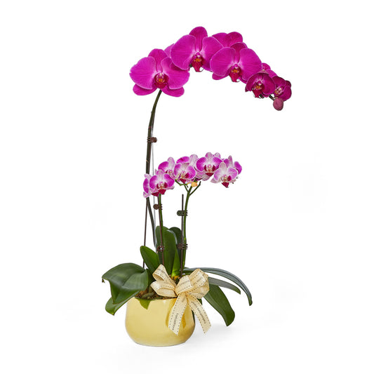 Double Blessings - Purple White Phalaenopsis