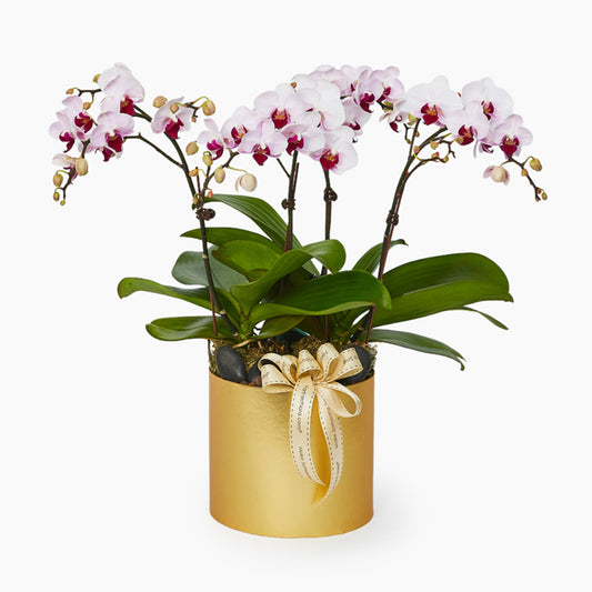 Dancing Orchids - White Pink Phalaenopsis