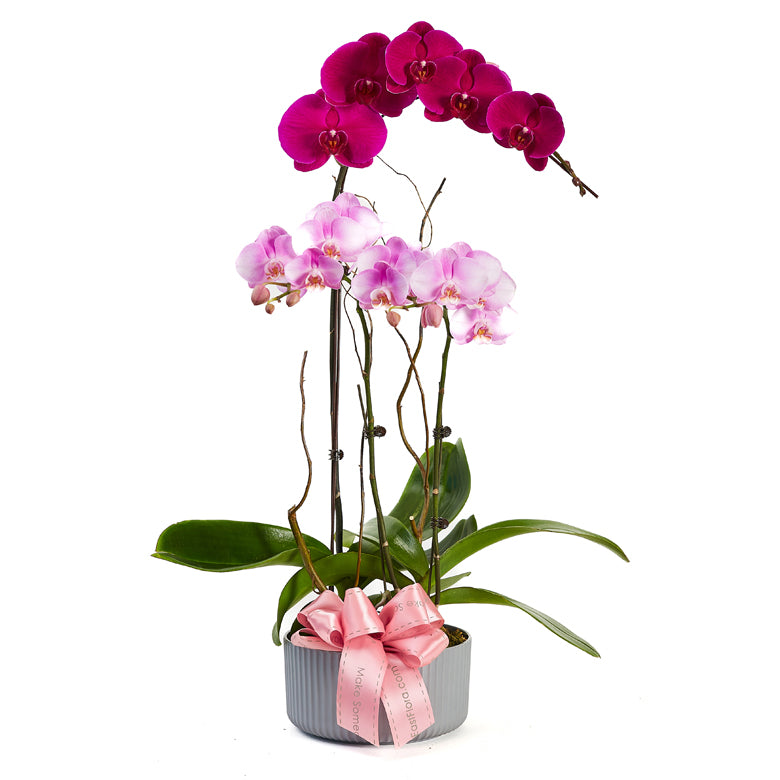 Orchid Dreams - Purple Pink Phalaenopsis