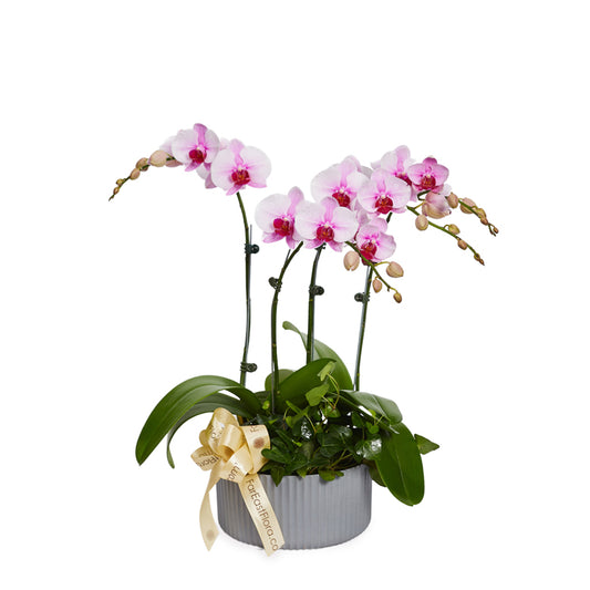 Blush Harmony - White Pink Phalaenopsis