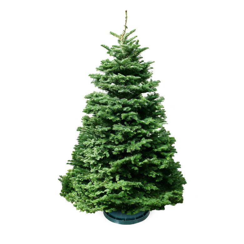 4/5 FT Noble Fir Christmas Tree with Tree Stand