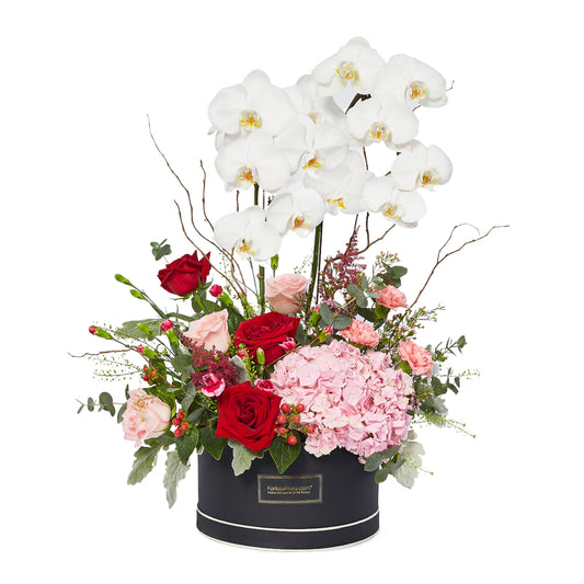 Prestige - Phalaenopsis Table Flowers